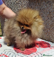 Pomeranian dogs in London - Advert 3