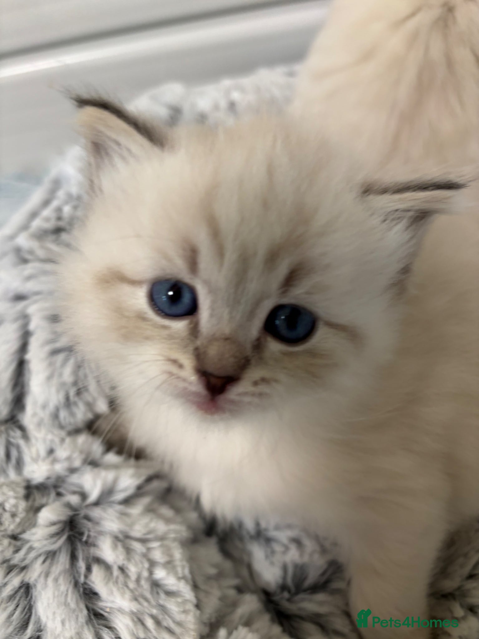 Siberian cats Registered kittens - Advert 12