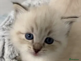 Siberian cats Registered kittens - Advert 12