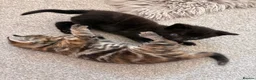 Mixed Breed cats for sale: 4 beautiful kittens  in Godalming - Advert 7
