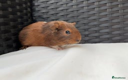 Guinea Pig rodents for sale: Baby Guinea pigs - Image 2