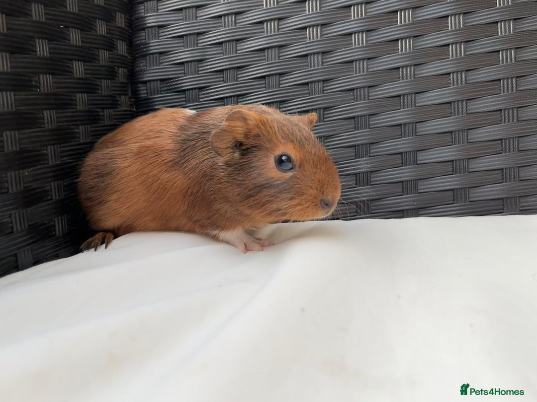 Guinea Pig rodents for sale: Baby Guinea pigs - Image 2