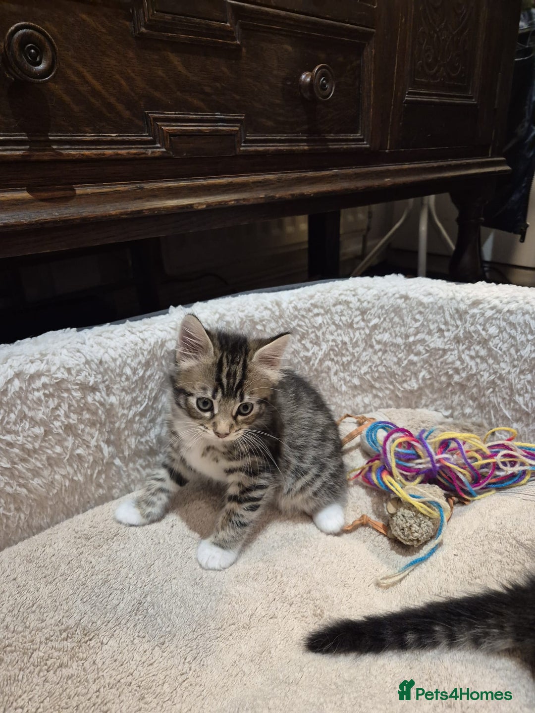 Norwegian Forest Cat cats for sale: Norwegian forest boys  - Advert 2