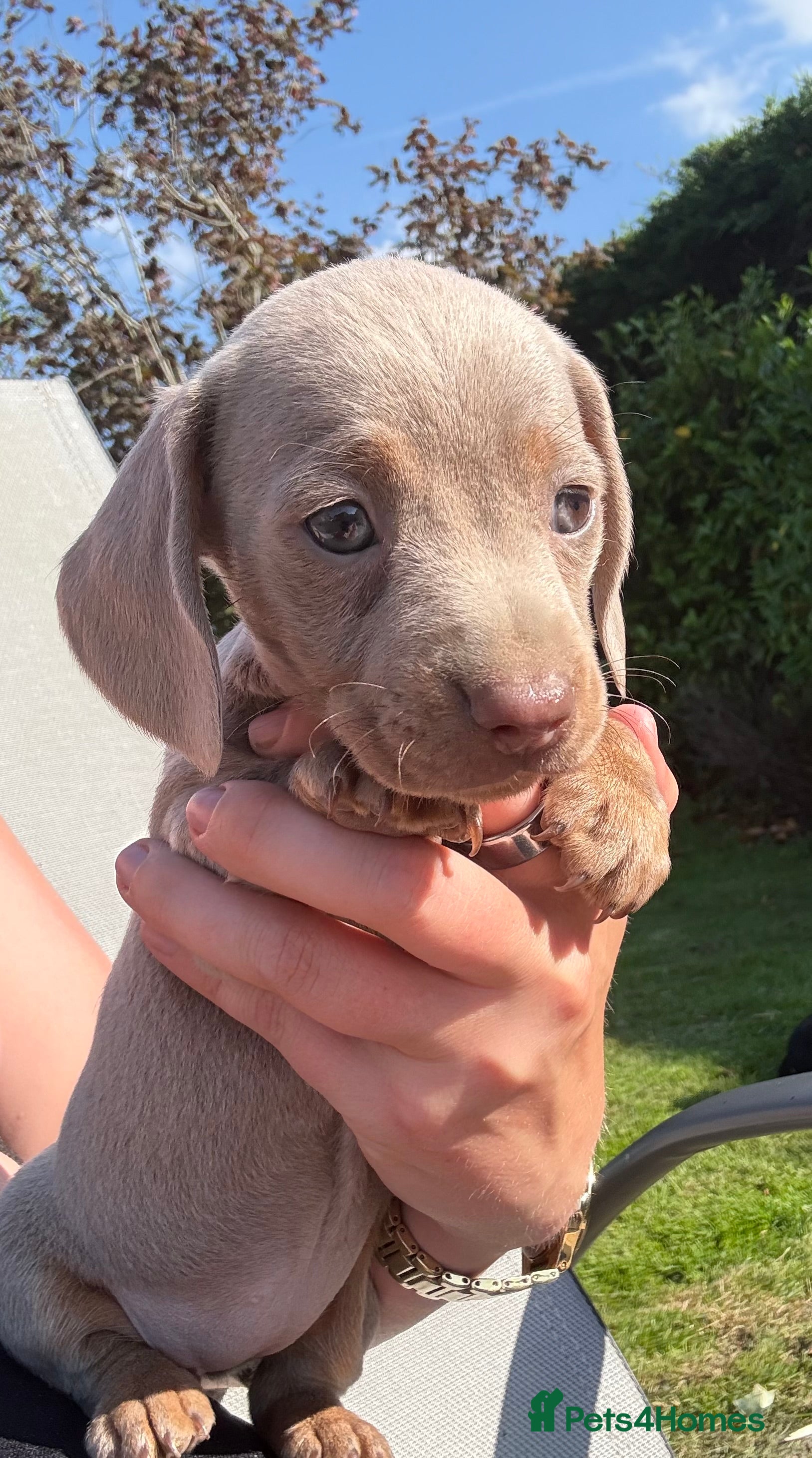 Miniature Dachshund dogs Mini dachshunds  - Advert 10