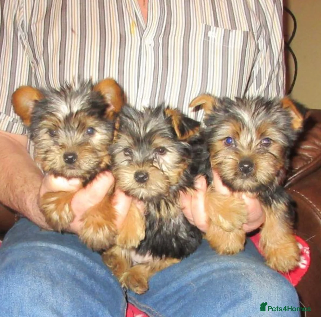 Yorkshire Terrier dogs for sale: Puppies  - Advert 2