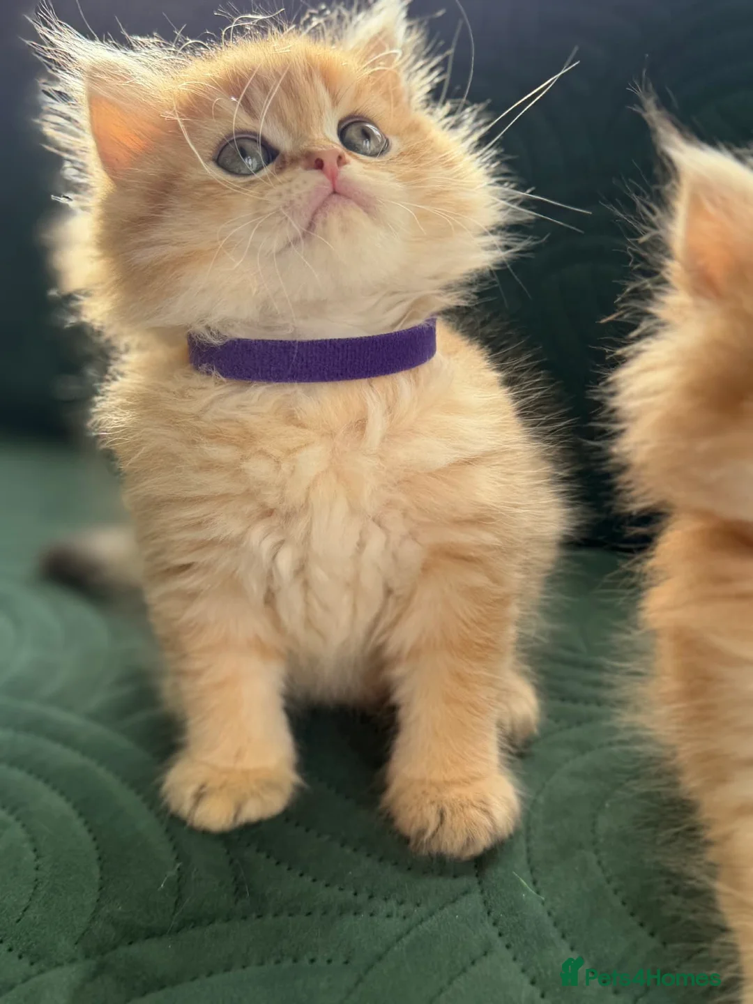 British Longhair cats for sale: CHUNKY, BEAUTIFUL BLH GOLDEN KITTENS  - Advert 13