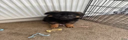 German Shepherd dogs for sale: 9 week old Male German shepherd  - Advert 7