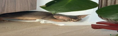 Abyssinian Kitten 2