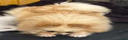 Pomeranian dogs for sale: Beautiful creamy girl  - Advert 4