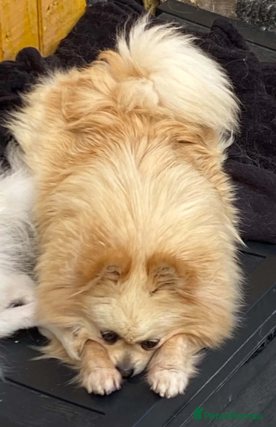 Pomeranian dogs for sale: Beautiful creamy girl  - Advert 4