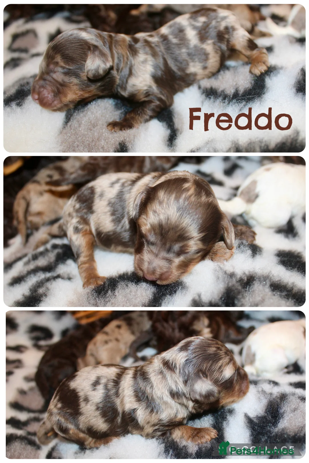 Cockapoo dogs for sale: Exceptional health tested American Cockapoos - Advert 2