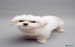Maltese dogs for stud: Meet Miko! - Image 1