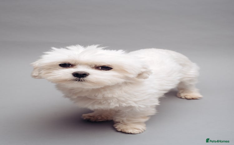 Maltese dogs - Advert 1
