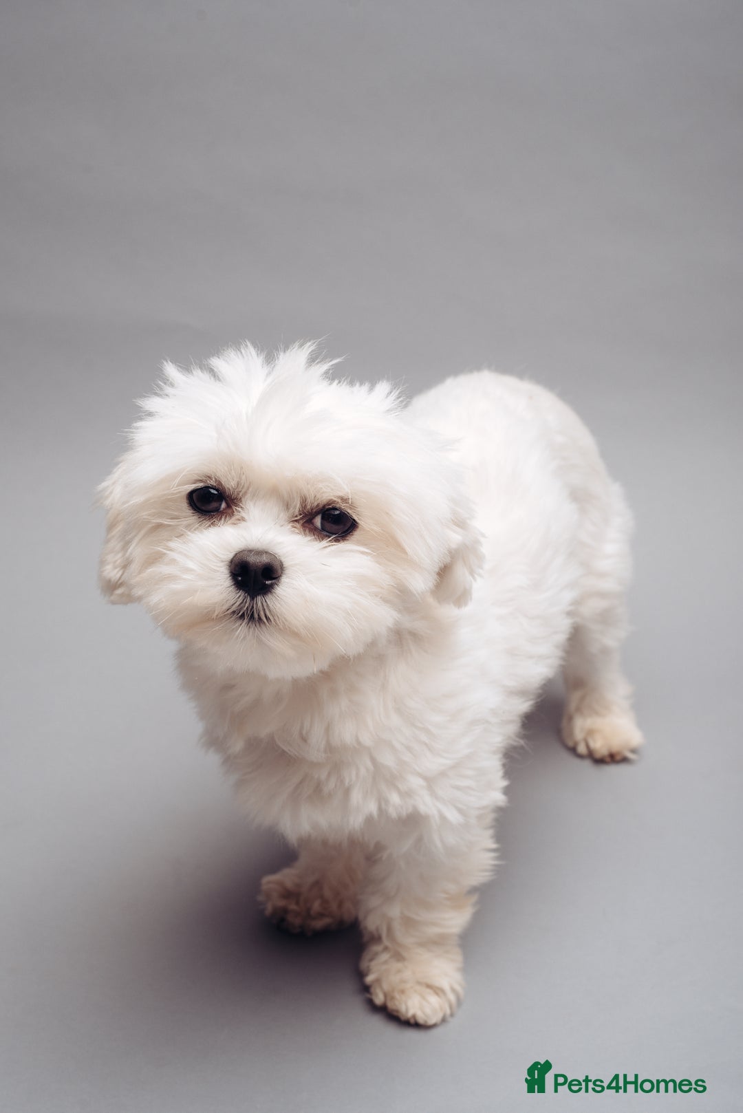 Maltese dogs for stud: Meet Miko! - Image 1