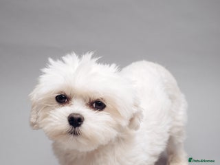 Maltese dogs - Advert 1