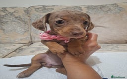 Miniature Dachshund dogs for sale: 5 miniature dachshund - Image 17