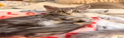 Maine Coon cats for sale: TICA registered mainecoon kittens - Advert 8