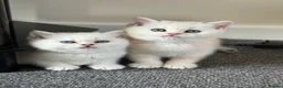 British Shorthair cats for sale: Stunning GCCF Gold/Silver Tipped BSH Kittens - Advert 21