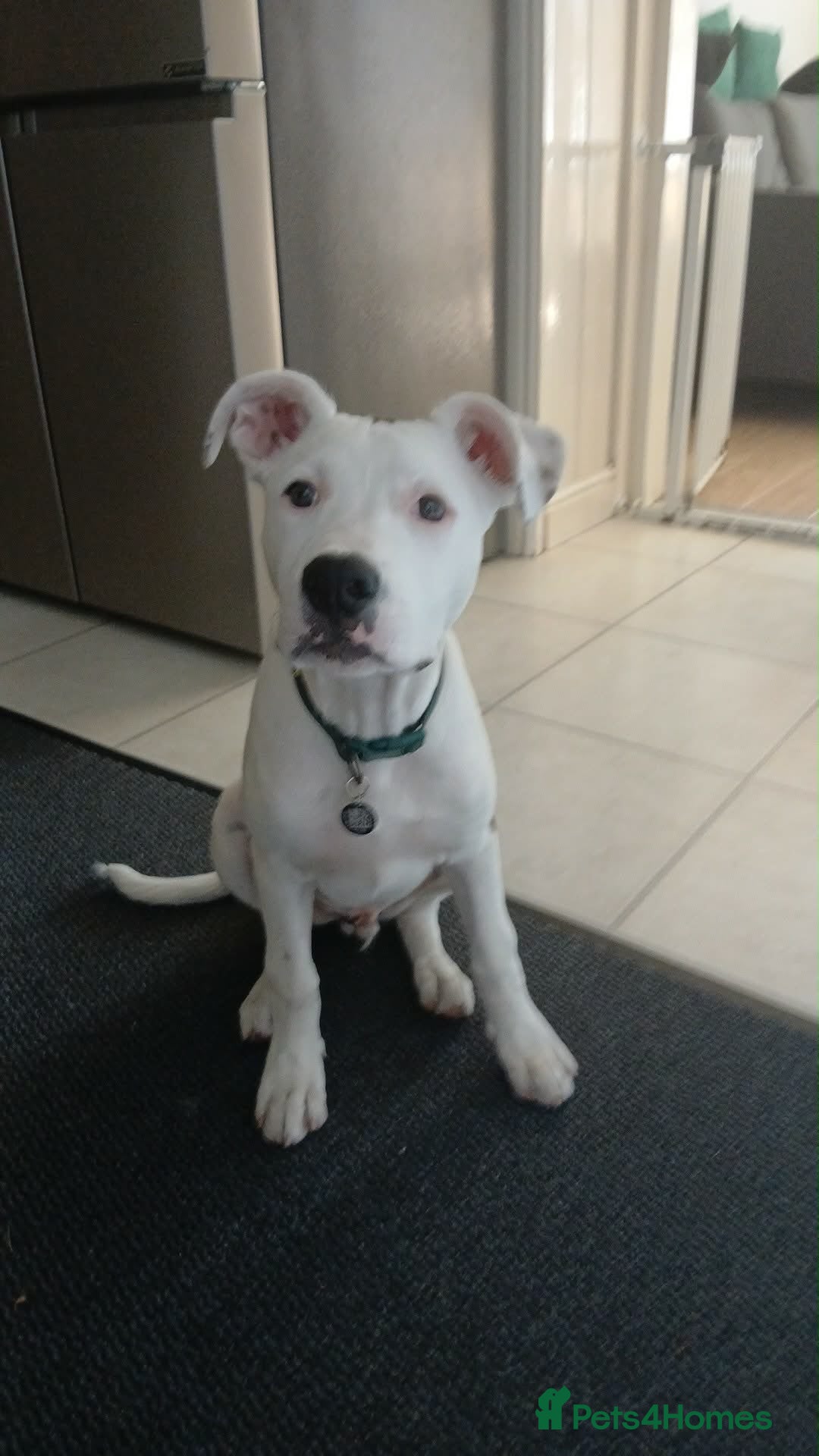 Mixed Breed dogs ✨Milo✨ READ DESCRIPTION❗️ - Advert 10