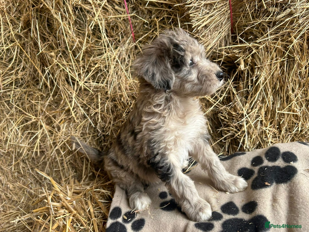 Bordoodle dogs for sale: Beautiful Bordoodle puppies - Image 15