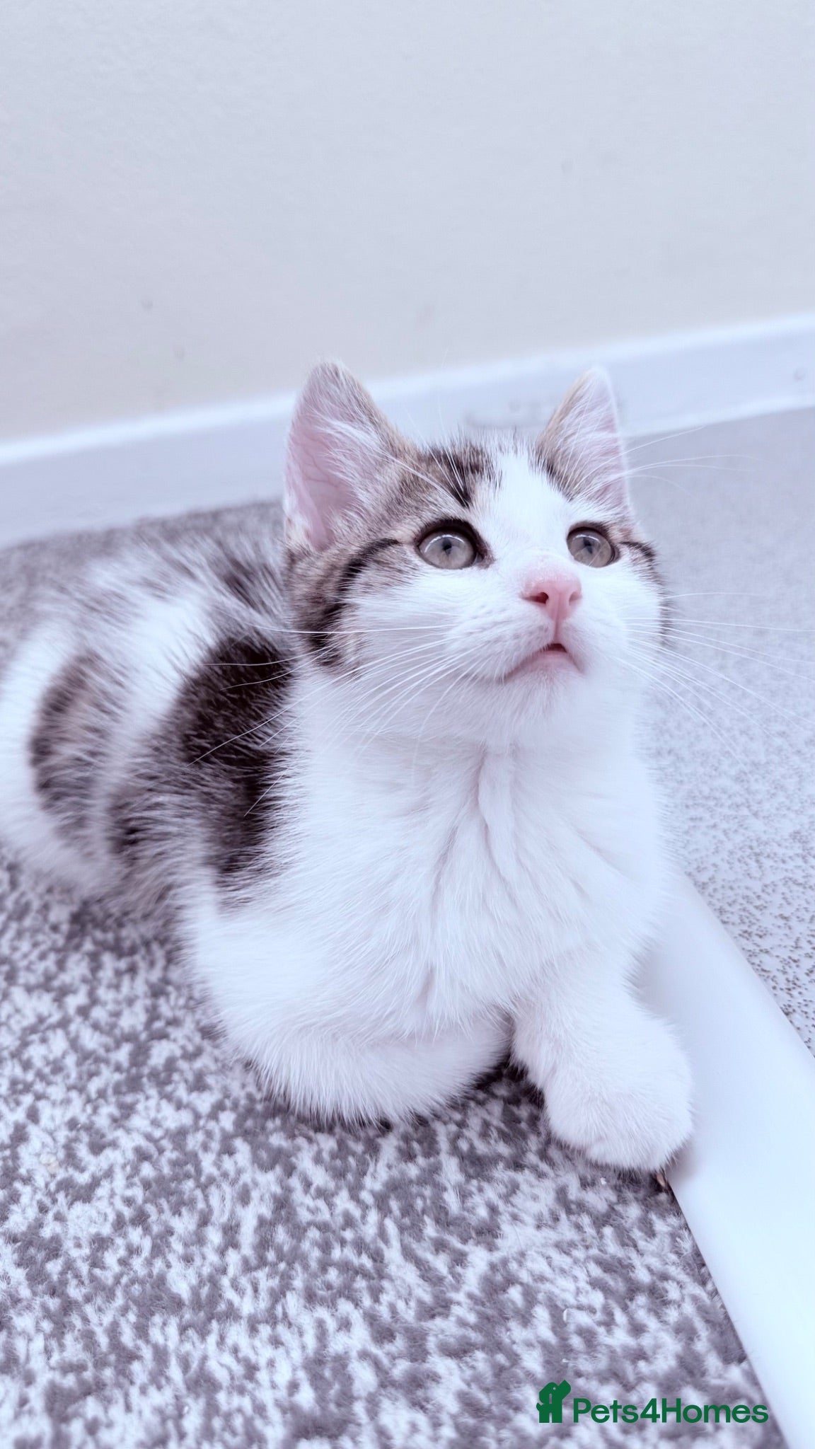 British Shorthair cats Adorable Male kitten  - Advert 8