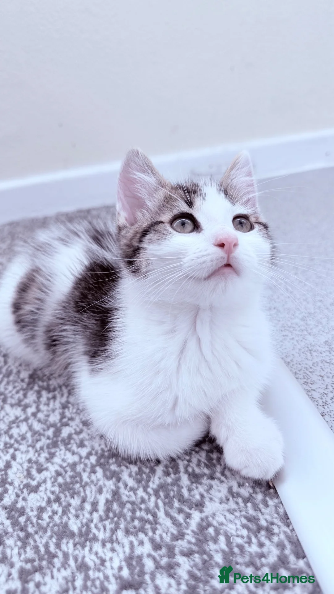 British Shorthair cats for sale: Adorable Male kitten  in London - Advert 1