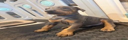 Dobermann dogs for sale: Litter of 9 beautiful Doberman puppies - Advert 18
