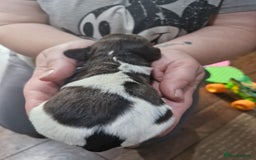 Sproodle dogs for sale: F1 Parti Sproodles 💥 REDUCED 💥 LAST TWO MALES 💥 in Kidderminster - Image 22