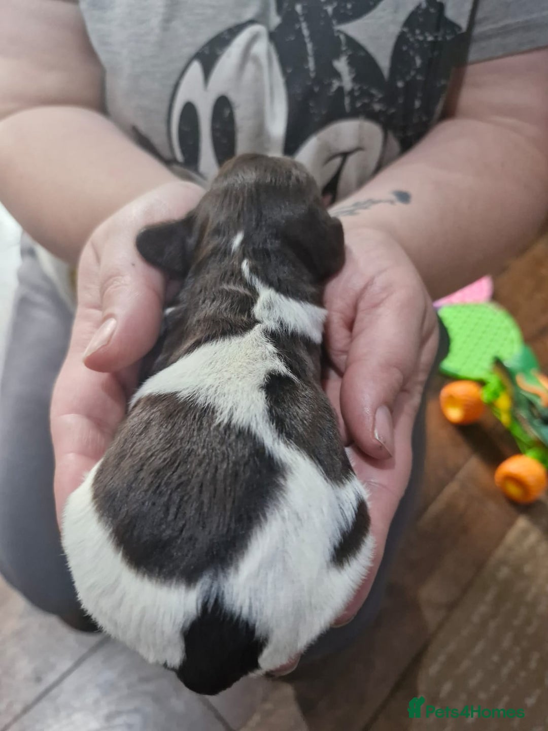 Sproodle dogs for sale: F1 Parti Sproodles 💥 REDUCED 💥 LAST TWO MALES 💥 in Kidderminster - Image 22