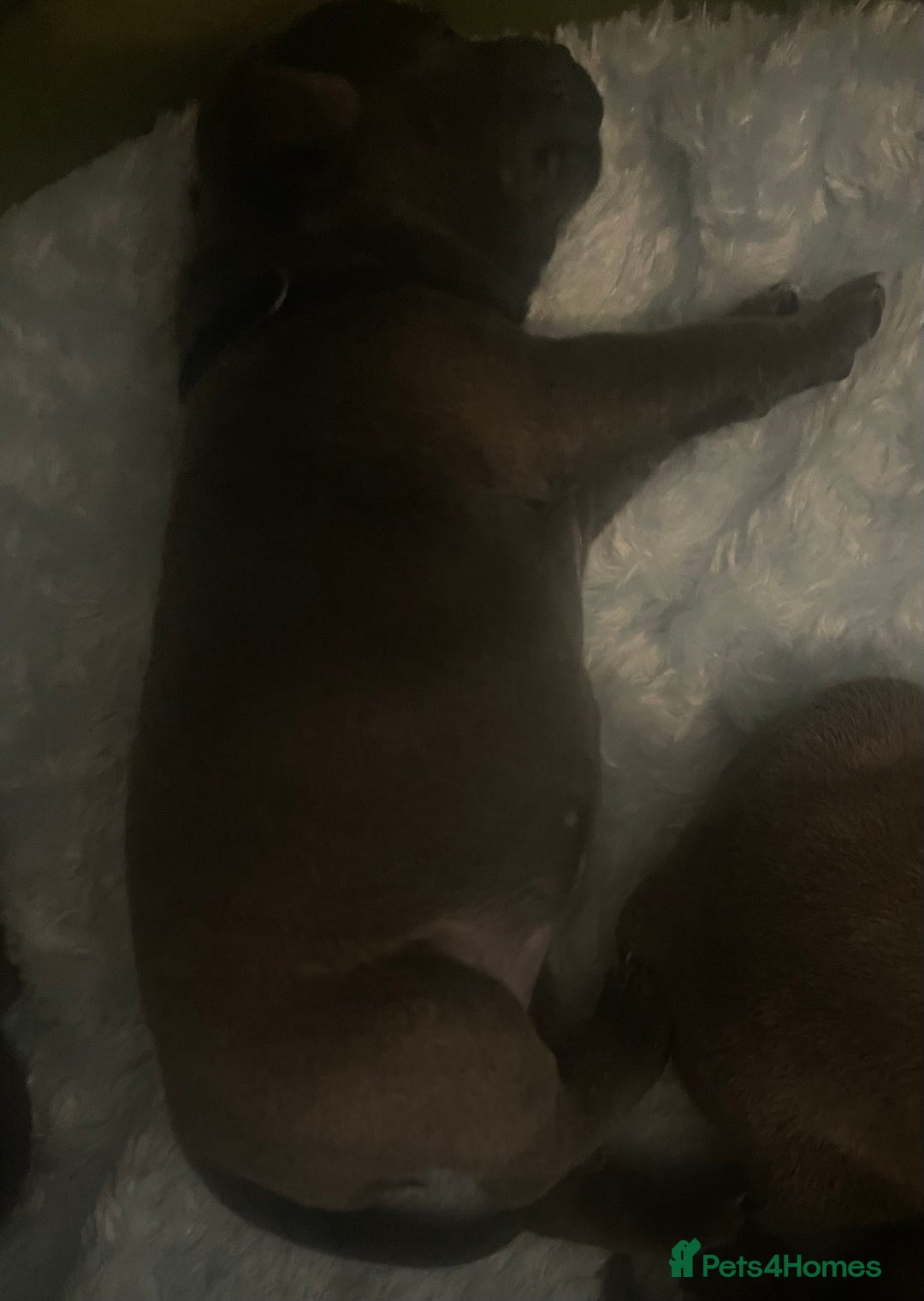 Staffordshire Bull Terrier dogs for sale: Litter of blue Staffordshire bull terriers  - Image 29