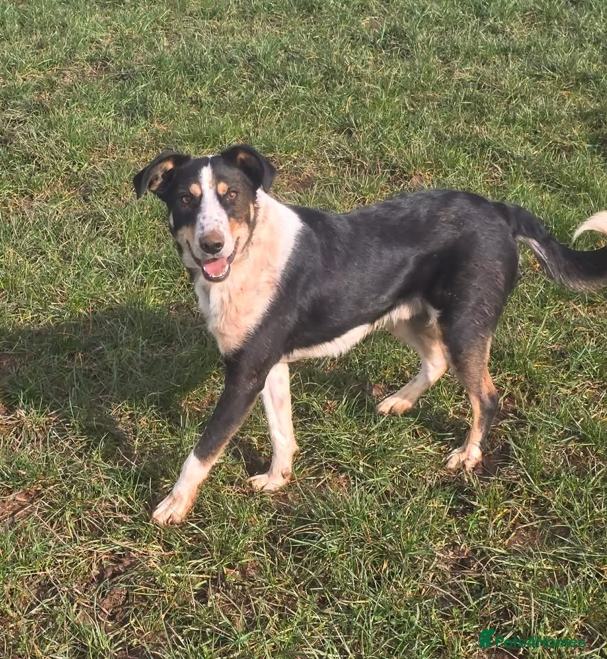 Mixed Breed dogs TOMMY - YOUR NEW SIDEKICK IS A SOFTIE 💙 - Advert 1