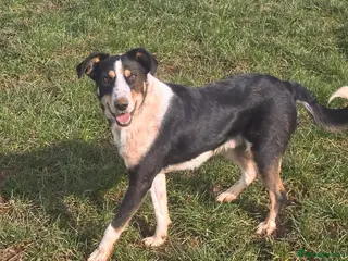 Mixed Breed dogs TOMMY - YOUR NEW SIDEKICK IS A SOFTIE 💙 - Advert 14