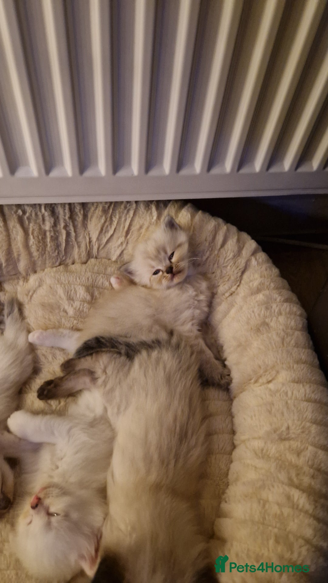 Ragdoll cats for sale: Ragdoll kittens - Advert 7