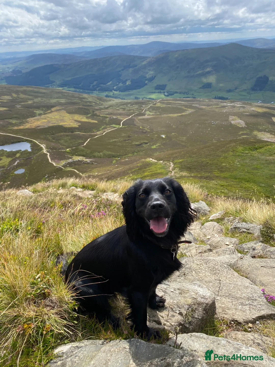 Cocker Spaniel dogs for sale: Working cocker spaniel puppies  in Godalming - Advert 2