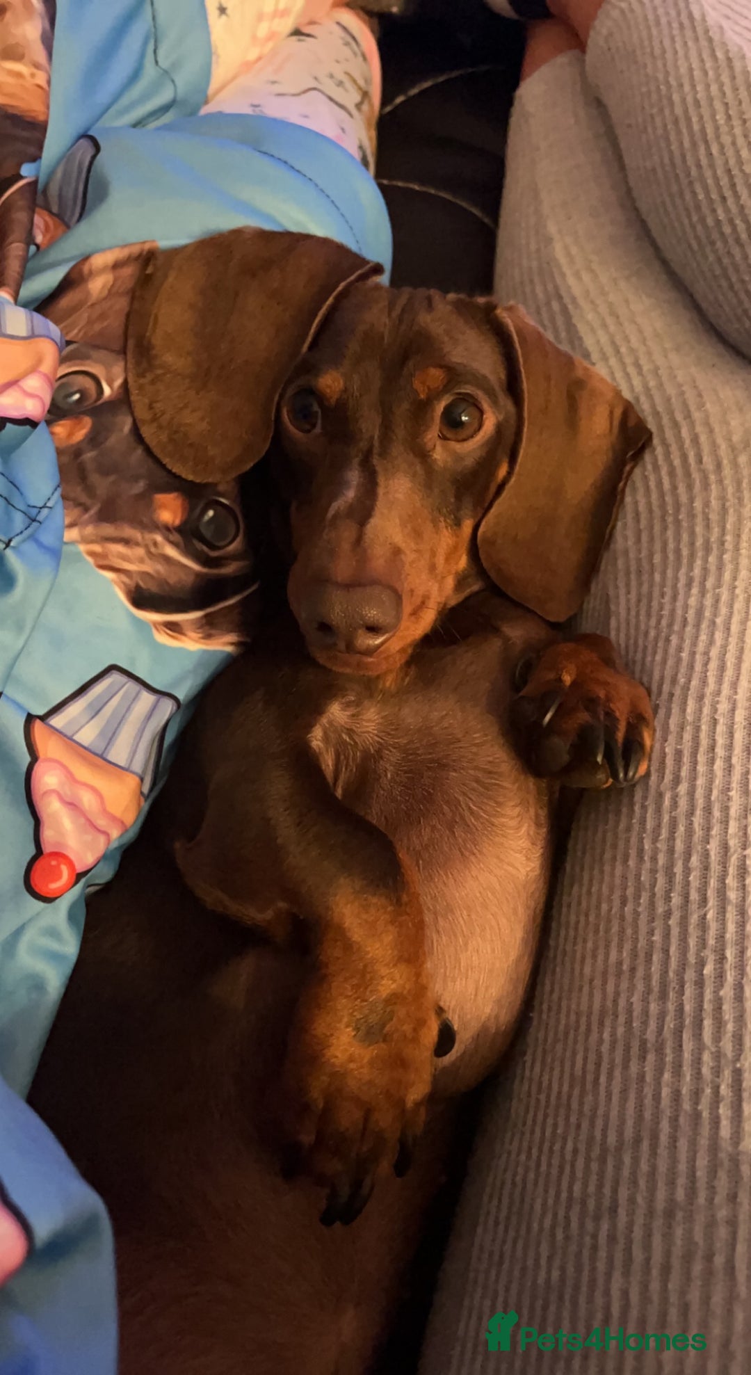 Dachshund dogs for stud: FOR STUD PROVEN kc reg Choc & tan mini dachshund in Sunderland - Advert 10