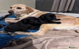 Mixed Breed dogs for sale: Boxador puppies for sale  - Image 6