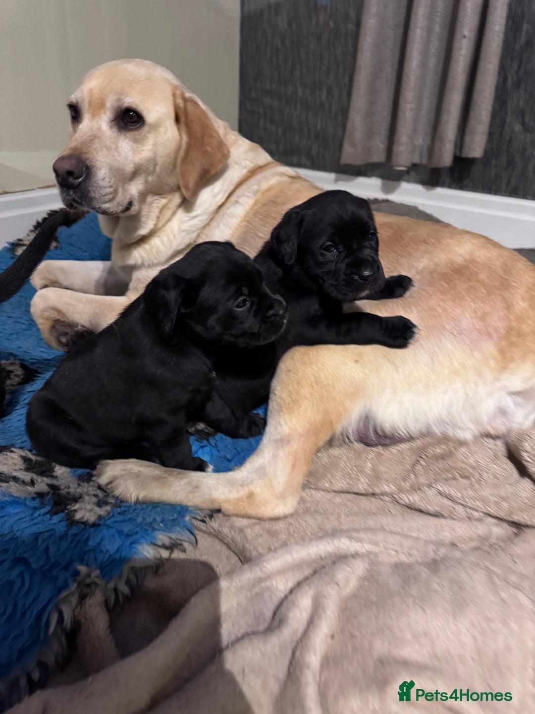 Mixed Breed dogs for sale: Boxador puppies for sale  - Image 6