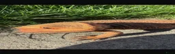 Bearded Dragon reptiles for sale: Beautiful orange bearded dragon - Advert 3