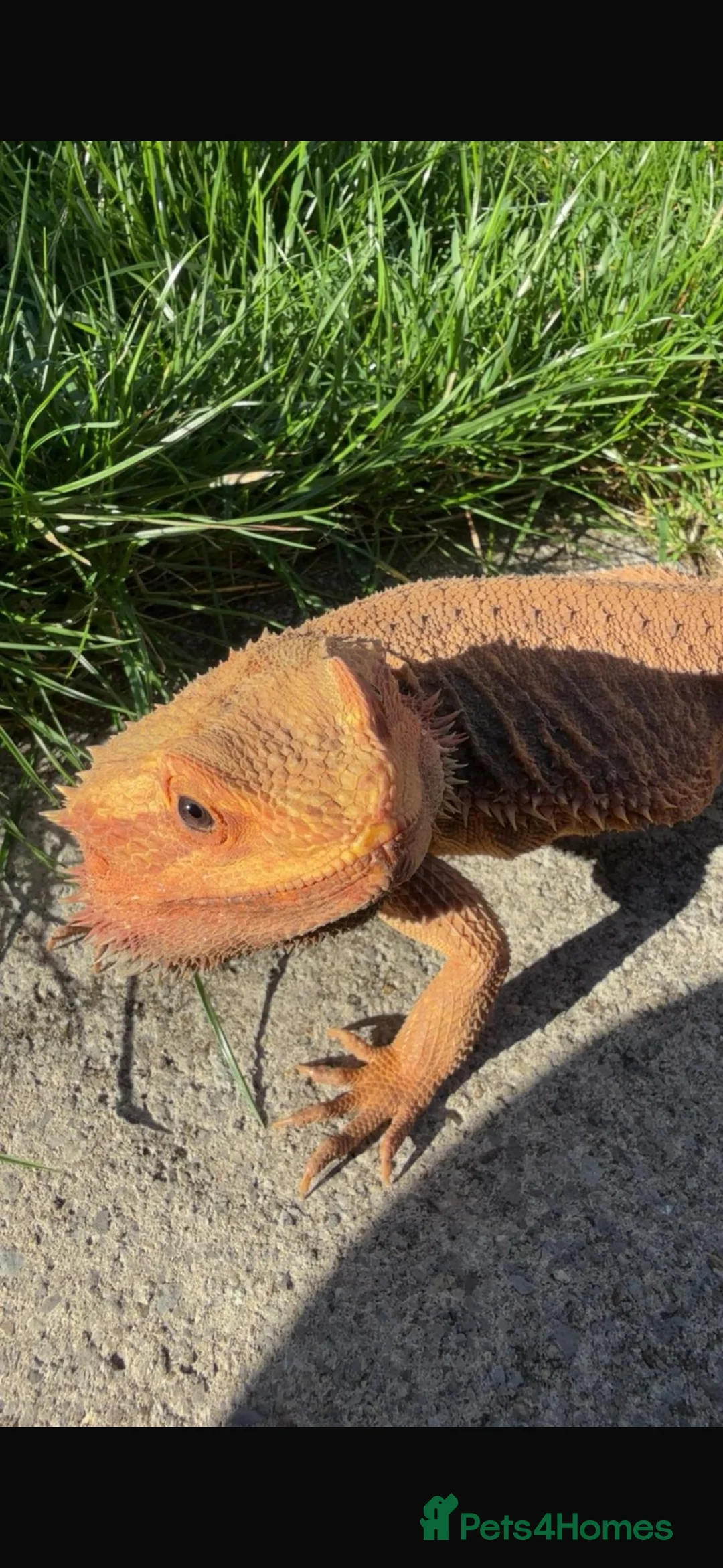 Bearded Dragon reptiles for sale: Beautiful orange bearded dragon - Advert 3