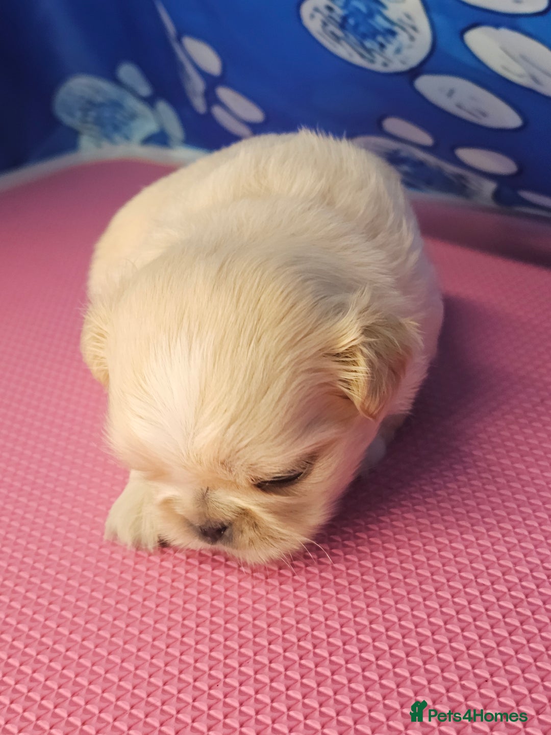 Shih Tzu dogs for sale: Pedigree smallest possible size Shih Tzu - Advert 17