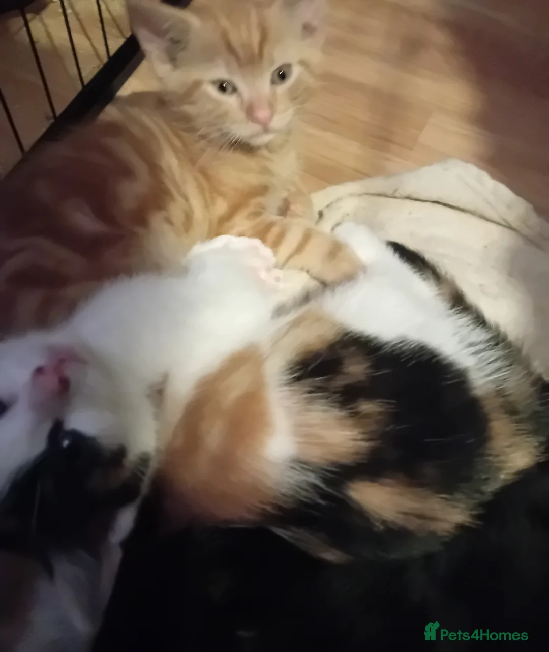 Mixed Breed cats for sale: Fluffy kittens ready 10th May  - Advert 2
