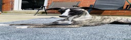 Whippet dogs for sale: 🐾✨ Exceptional Brindle Whippet Puppies✨🐾 - Advert 4