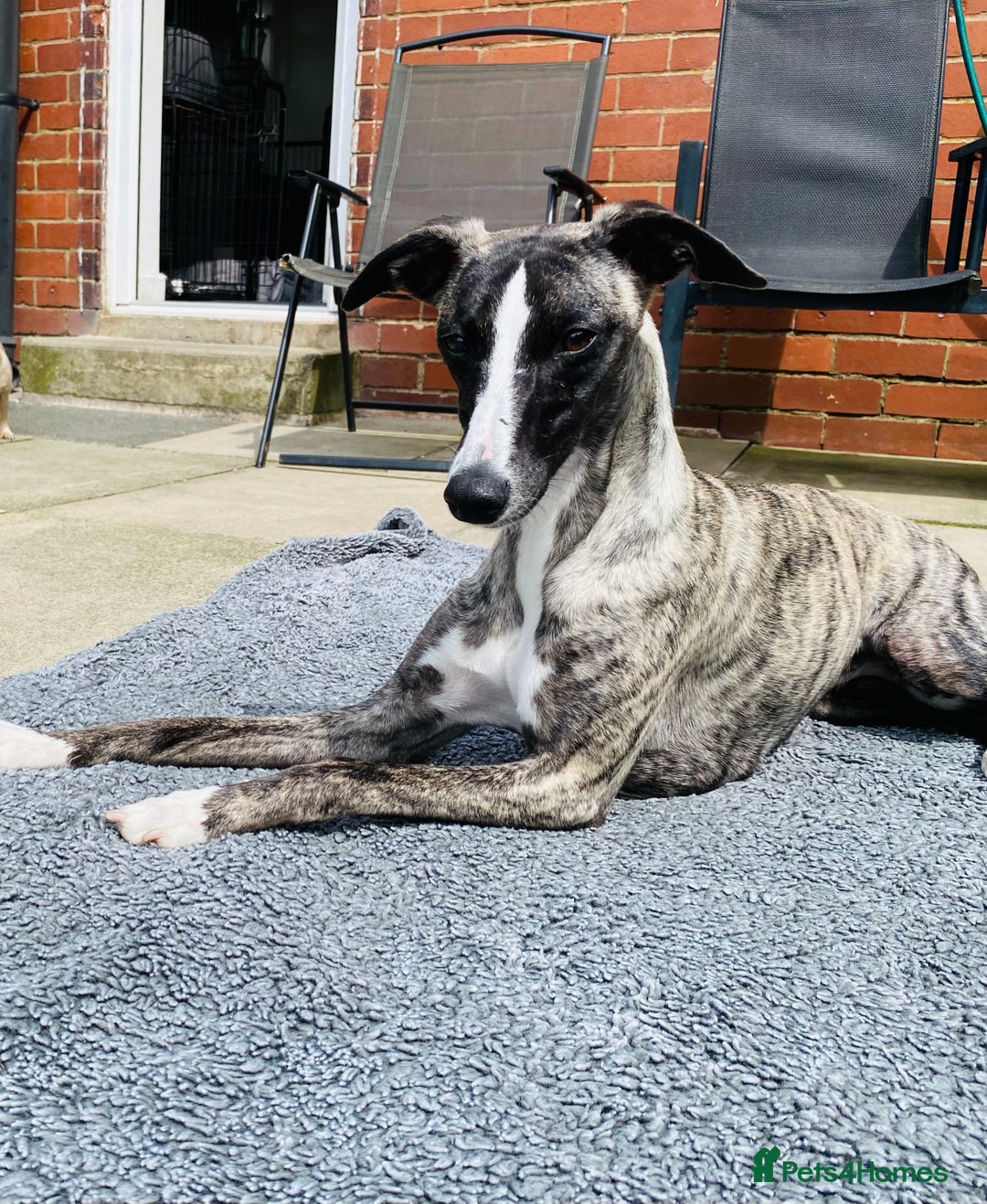Whippet dogs for sale: 🐾✨ Exceptional Brindle Whippet Puppies✨🐾 - Advert 4