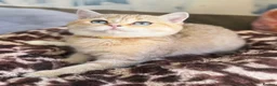 British Shorthair cats for sale: British shorthair beautiful golden kittens  - Advert 10