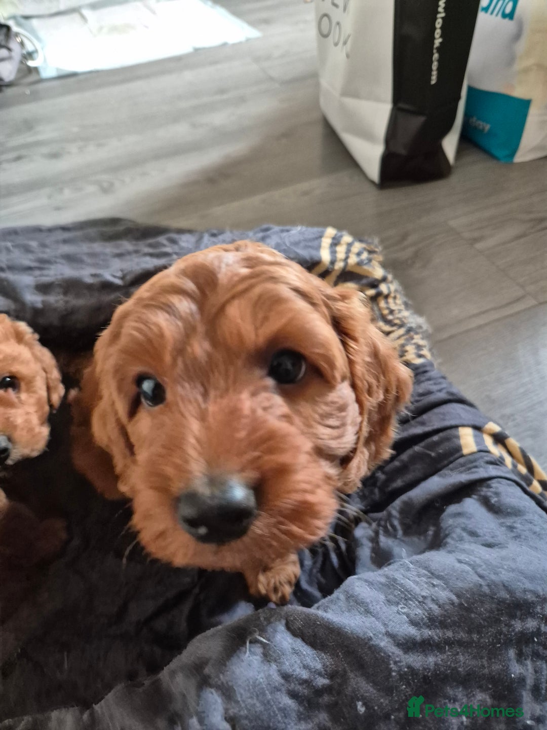 Cockapoo dogs for sale: Gorgeous Cockapoo For Sale - Image 16