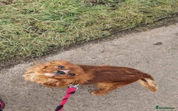 Cavalier King Charles Spaniel dogs for sale: Gorgeous Cavalier Adult Ruby Girl  - Advert 7