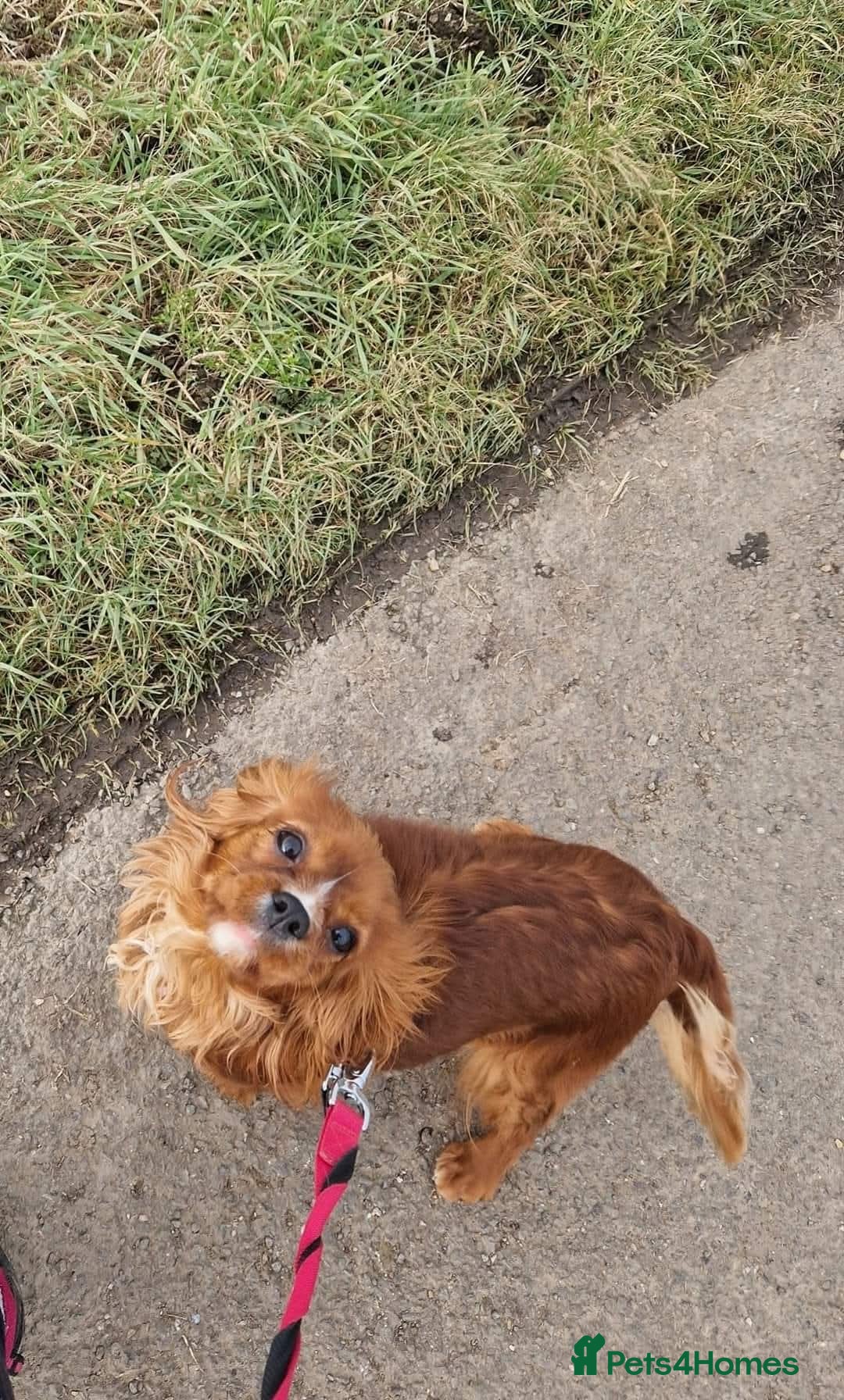 Cavalier King Charles Spaniel dogs for sale: Gorgeous Cavalier Adult Ruby Girl  - Advert 7