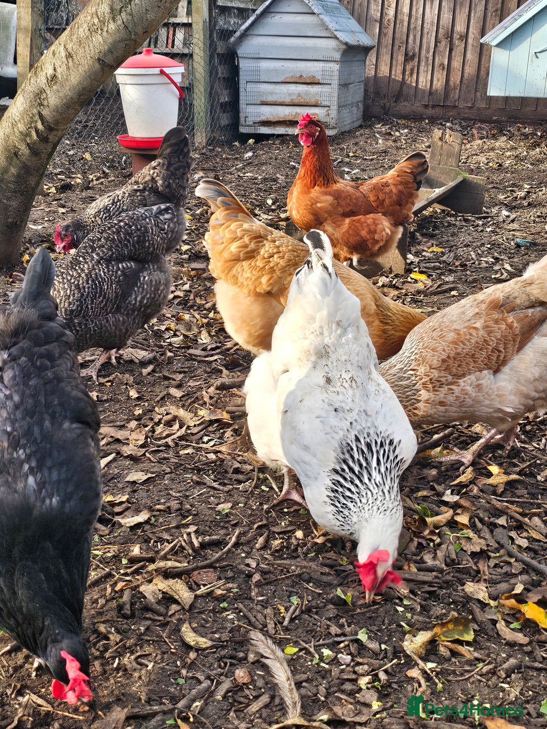 Chickens poultry for sale: Lovely Chickens for Sale –  Just Started Laying - Image 7