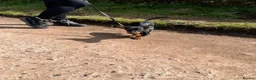 Dachshund dogs for sale: 6 Month Old Dachshund Puppy  - Advert 4