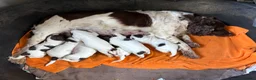 English Springer Spaniel dogs for sale: Springer Spaniel puppies  in Kingsbridge - Advert 3